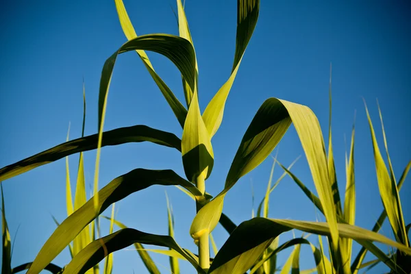 stock image Sugar cane ready to be harvested