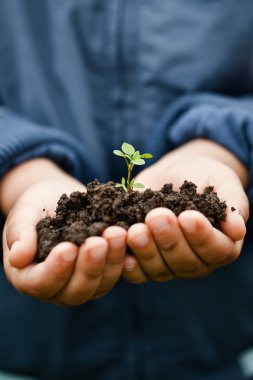 el temiz bir genç bitki tutarak. yeni hayat sembolü ve environ