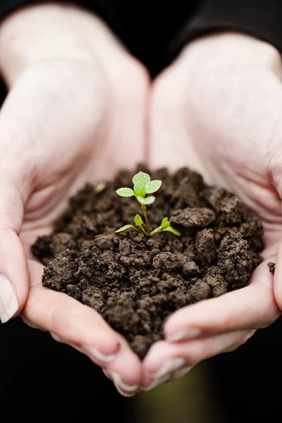 stock image Hand holding a fresh young plant. Symbol of new life and environ