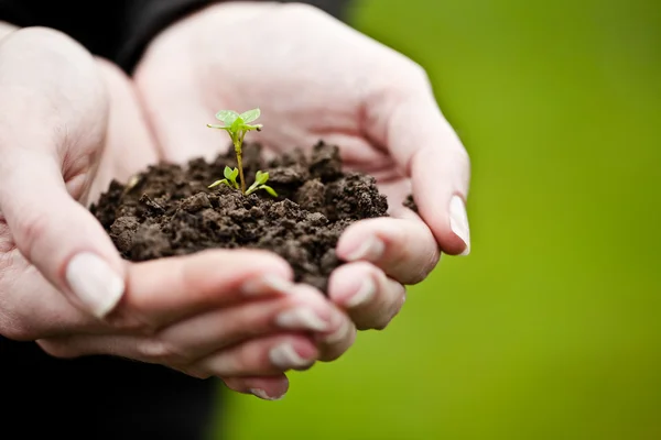 stock image Hand holding a fresh young plant. Symbol of new life and environ