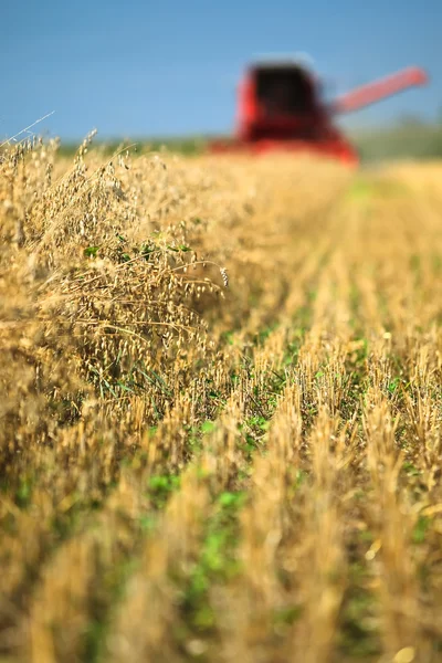 小麦田里的联合收割机 — 图库照片