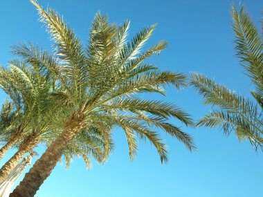 koyu mavi gökyüzü palmiye ağaçları