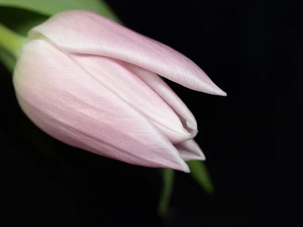 Tulipan na czarnym tle — Zdjęcie stockowe
