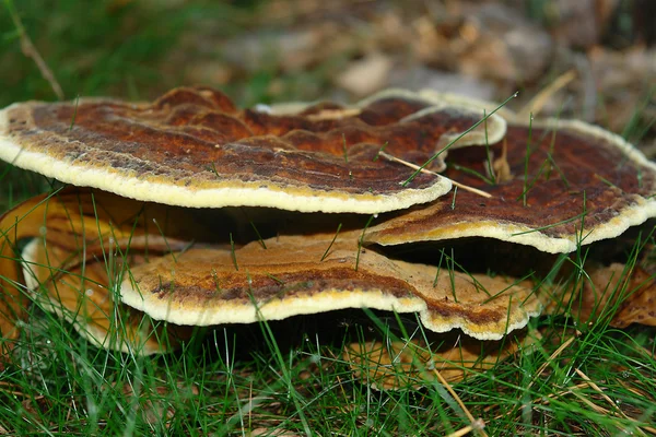 Cogumelos e musgos que crescem em um rottin — Fotografia de Stock