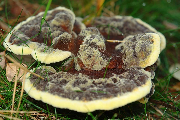 Sienet ja sammalet kasvaa mätä — kuvapankkivalokuva