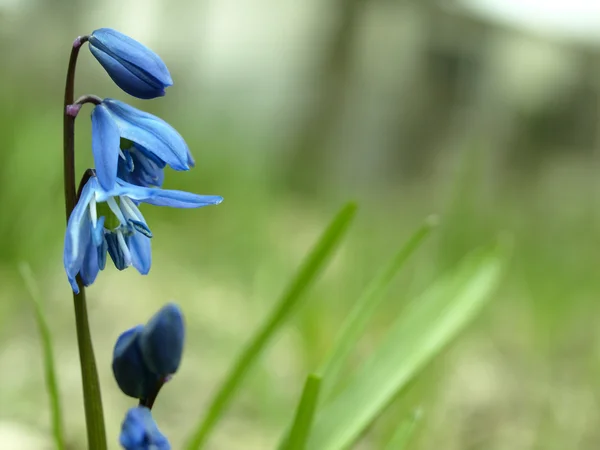 Blumen Hintergrund des ersten Frühlings Blume — Stockfoto
