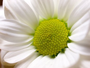 Chamomile with dew on petals. Macro clipart