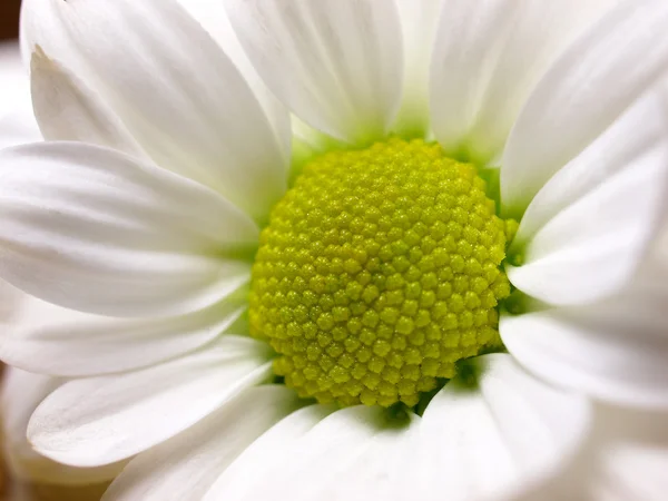 Chamomile with dew on petals. Macro — Stock Photo, Image