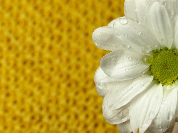 花弁の朝露カモミール。マクロ — ストック写真