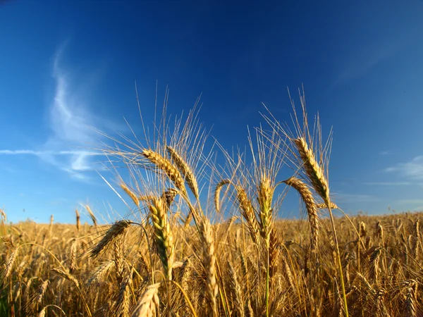 领域的黑麦和阳光灿烂的日子 图库图片