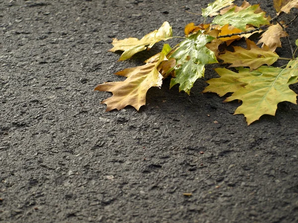 Autumn leaves on wet asphalt — Stock Photo, Image