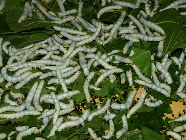 Silkworms perto em uma folha de amoreira . Imagem De Stock