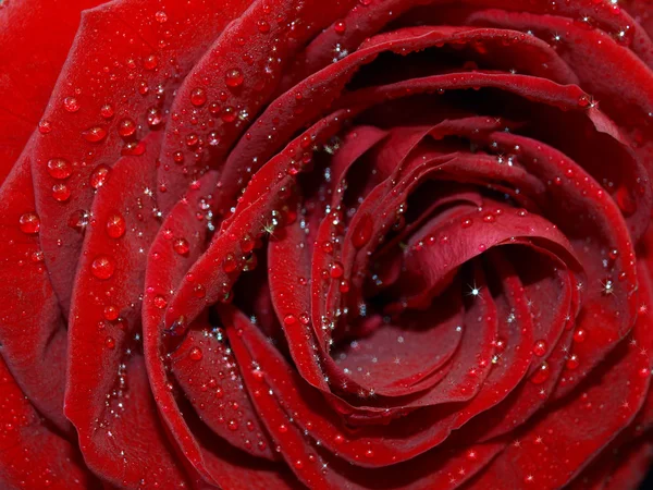 Imagem macro de rosa vermelha escura com gotas de água . — Fotografia de Stock