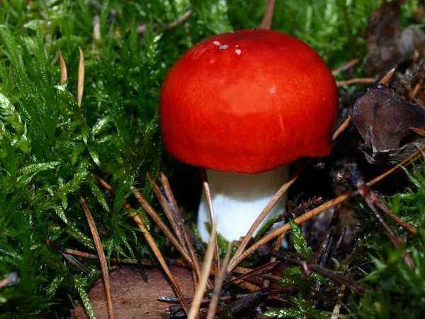 Cogumelo, vermelho Russula entre Outono liteira folha colorida . — Fotografia de Stock