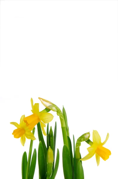 Daffodil — Stock Photo, Image