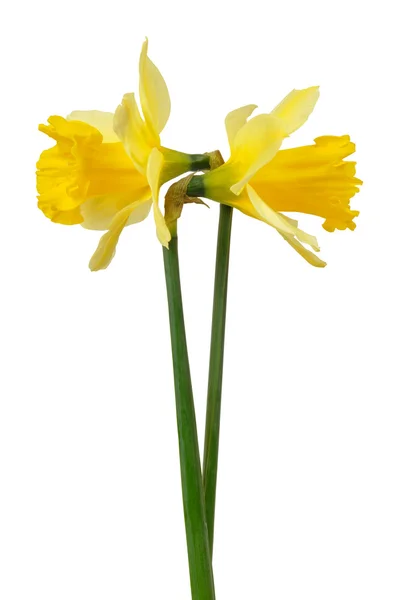 Daffodils on white — Stock Photo, Image