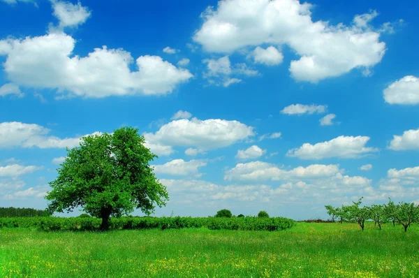 Paisagem verão — Fotografia de Stock