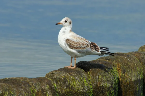 stock image Seagull