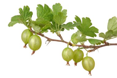 Green Gooseberry clipart