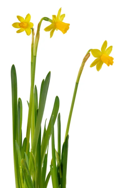 Daffodils σε λευκό — Φωτογραφία Αρχείου