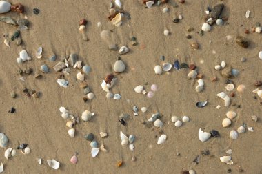 Sand and Shells