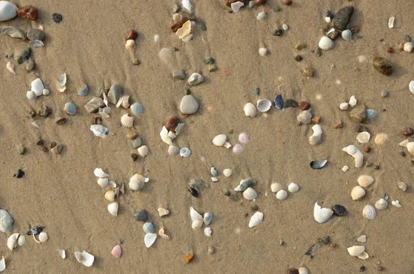 Sand and Shells