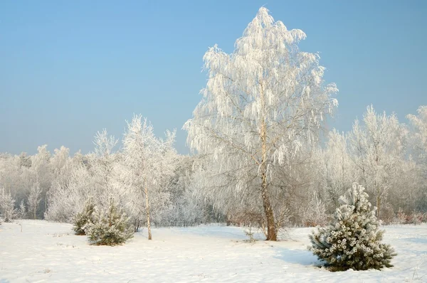 Winter — Stockfoto