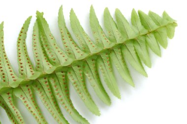 Fern clipart