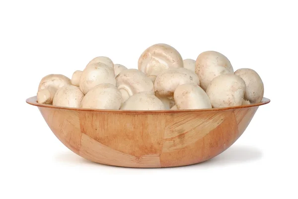 stock image Mushrooms