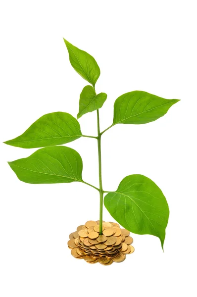 Växt och mynt — Stockfoto