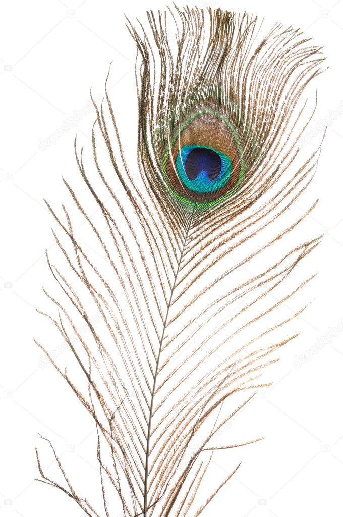 Peacock feather Stock Photo by ©phodopus 3512718