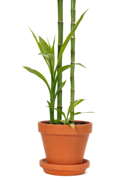 Bamboo in a Pot — Stock Photo, Image