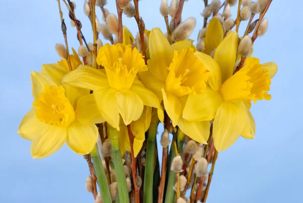 Daffodils em Azul — Fotografia de Stock