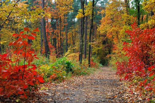 秋天的森林 — 图库照片