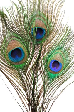 Peacock feathers clipart