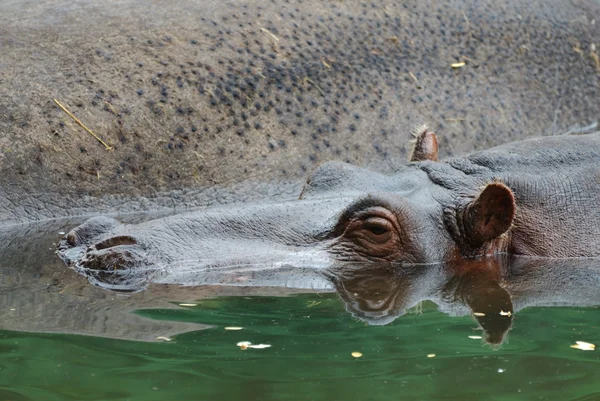 stock image Hippopotamus