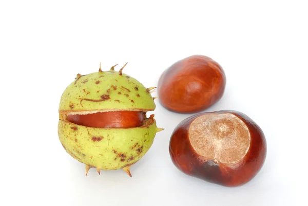 Horse-chestnuts — Stock fotografie