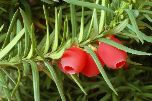 Yew-tree berries — Stock Photo, Image