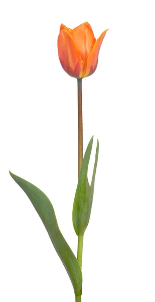 Red Tulip — Stock Photo, Image