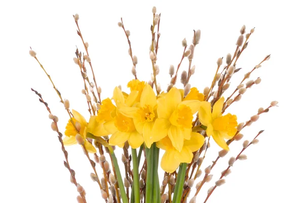 Daffodils on White — Stock Photo, Image