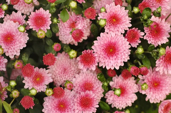 stock image Flowers