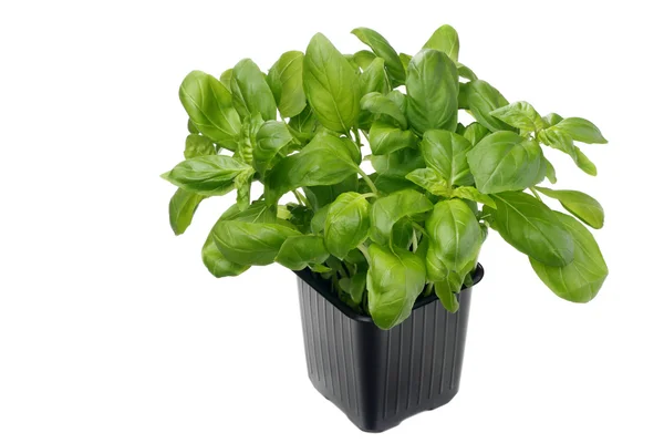 stock image Basil