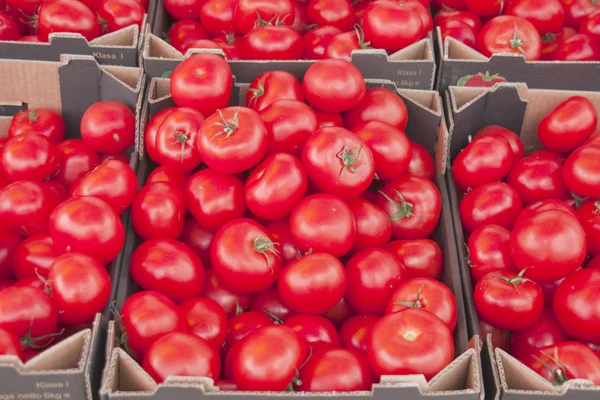 Tomates conjunto nove — Fotografia de Stock