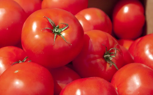 토마토 7 설정 — 스톡 사진