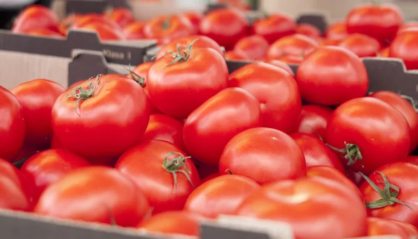 5 토마토 세트 — 스톡 사진