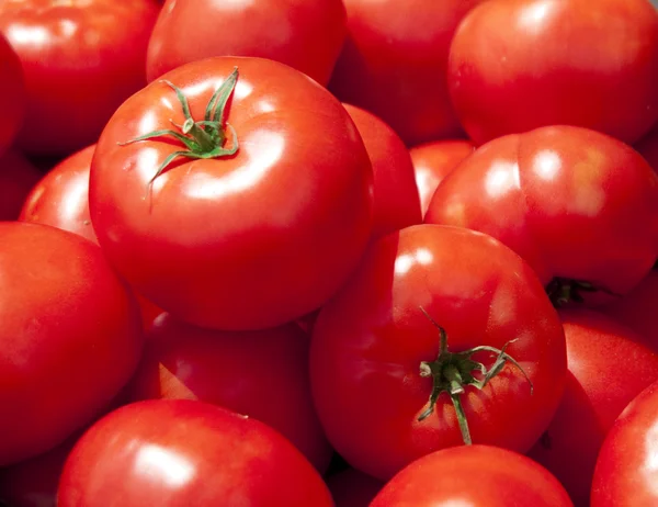 Conjunto de tomates cuatro —  Fotos de Stock
