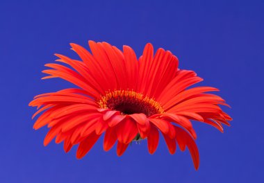 Gerbera