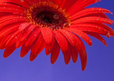 Gerbera