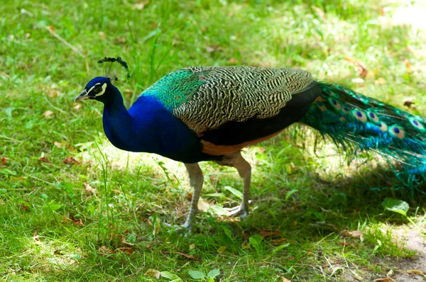 Pavão — Fotografia de Stock