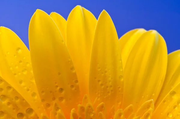 stock image Gerbera